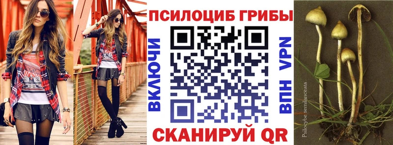 Псилоцибиновые грибы прущие грибы  где продают наркотики  Дрезна 
